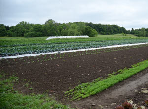 field