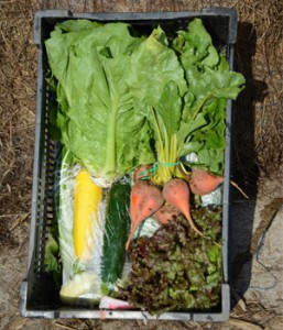 veggie-box