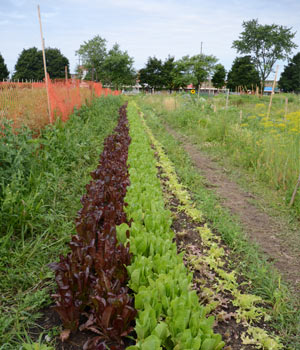 veggie-garden